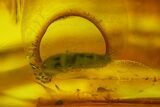Detailed Fossil Shortwing Beetle (Coleoptera) in Baltic Amber #207514-2